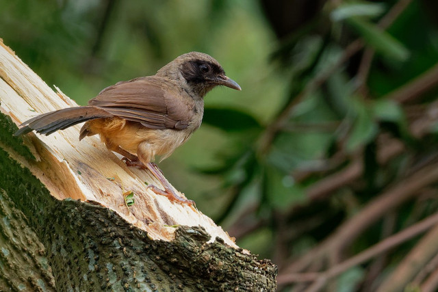 Bò chiêu và bò chao là 2 loài chim khiến nhiều người tò mò - Hình 10 Bo chieu va bo chao la 2 loai chim khien nhieu nguoi to mo-Hinh-10