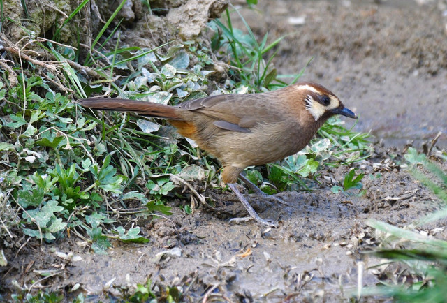 Bò chiêu và bò chao là 2 loài chim khiến nhiều người tò mò - Hình 5 Bo chieu va bo chao la 2 loai chim khien nhieu nguoi to mo-Hinh-5