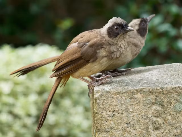 Bò chiêu và bò chao là 2 loài chim khiến nhiều người tò mò - Hình 8 Bo chieu va bo chao la 2 loai chim khien nhieu nguoi to mo-Hinh-8