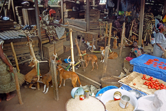 Những khoảnh khắc sinh động ở Nigeria năm 1982 qua loạt ảnh quý - Hình 7 Nhung khoanh khac sinh dong o Nigeria nam 1982 qua loat anh quy-Hinh-7