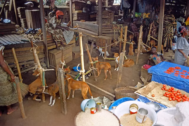 Nhung khoanh khac sinh dong o Nigeria nam 1982 qua loat anh quy-Hinh-7