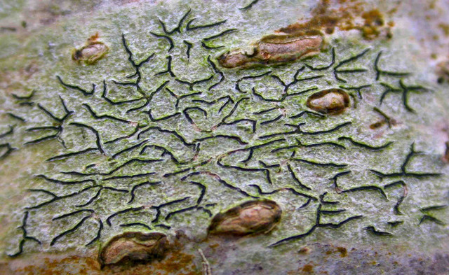 Tận mục các loài địa y kỳ lạ nhất thế giới - Hình 13 Tan muc cac loai dia y ky la nhat the gioi-Hinh-13