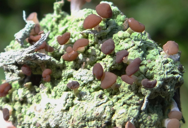 Tận mục các loài địa y kỳ lạ nhất thế giới - Hình 15 Tan muc cac loai dia y ky la nhat the gioi-Hinh-15