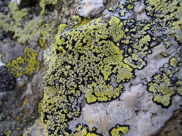 Tận mục các loài địa y kỳ lạ nhất thế giới - Hình 8 Tan muc cac loai dia y ky la nhat the gioi-Hinh-8