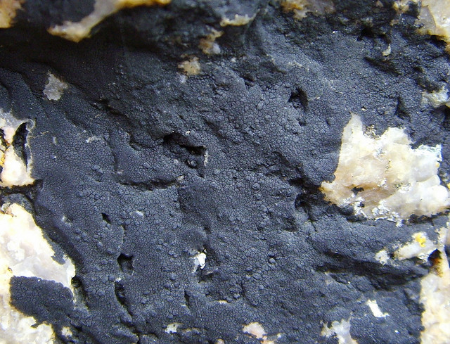 Tận mục các loài địa y kỳ lạ nhất thế giới - Hình 11 Tan muc cac loai dia y ky la nhat the gioi-Hinh-11