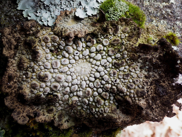 Tận mục các loài địa y kỳ lạ nhất thế giới - Hình 14 Tan muc cac loai dia y ky la nhat the gioi-Hinh-14