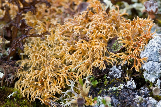 Tận mục các loài địa y kỳ lạ nhất thế giới - Hình 6 Tan muc cac loai dia y ky la nhat the gioi-Hinh-6