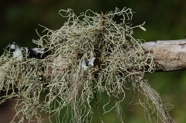 Tan muc cac loai dia y ky la nhat the gioi-Hinh-3