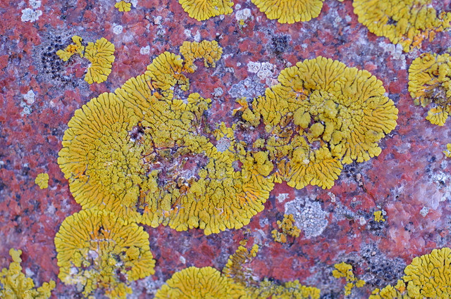 Tận mục các loài địa y kỳ lạ nhất thế giới Tan muc cac loai dia y ky la nhat the gioi