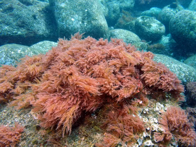 Chiem nguong dang ve quyen ru me hon ve cac loai tao do-Hinh-7