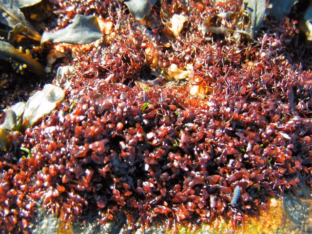 Chiem nguong dang ve quyen ru me hon ve cac loai tao do-Hinh-9