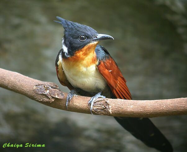 Loài chim có tên rất đặt biệt: Chim khát nước - Hình 2 Loai chim co ten rat dat biet: Chim khat nuoc-Hinh-2