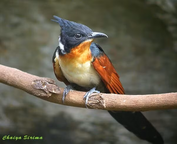 Loai chim co ten rat dat biet: Chim khat nuoc-Hinh-2