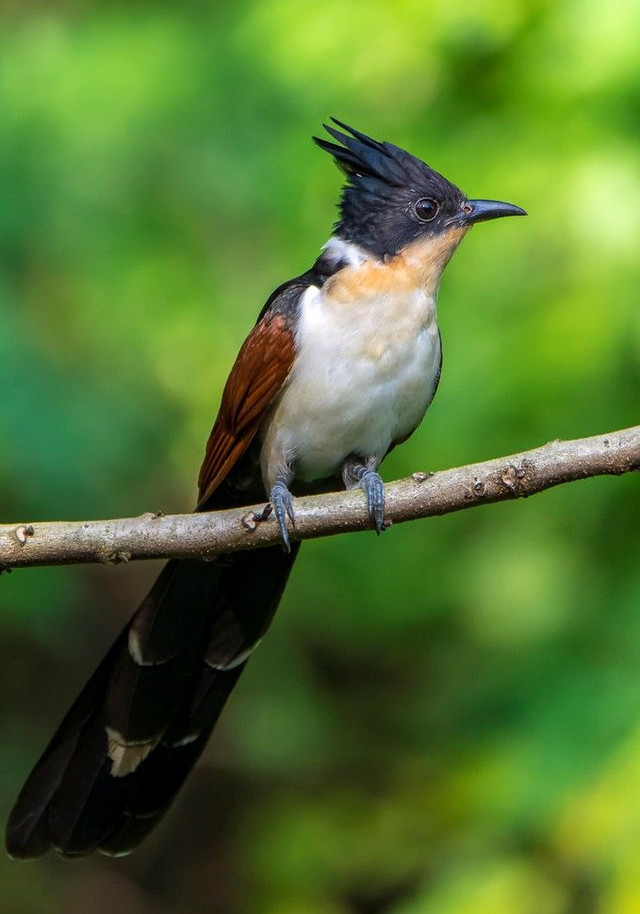 Loài chim có tên rất đặt biệt: Chim khát nước - Hình 8 Loai chim co ten rat dat biet: Chim khat nuoc-Hinh-8