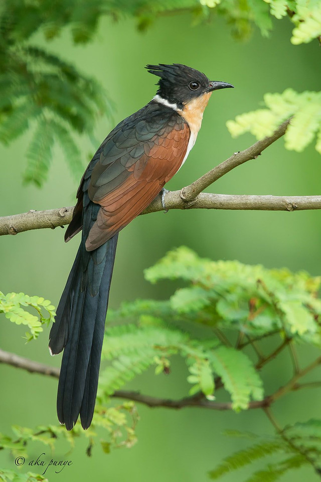 Loài chim có tên rất đặt biệt: Chim khát nước - Hình 5 Loai chim co ten rat dat biet: Chim khat nuoc-Hinh-5