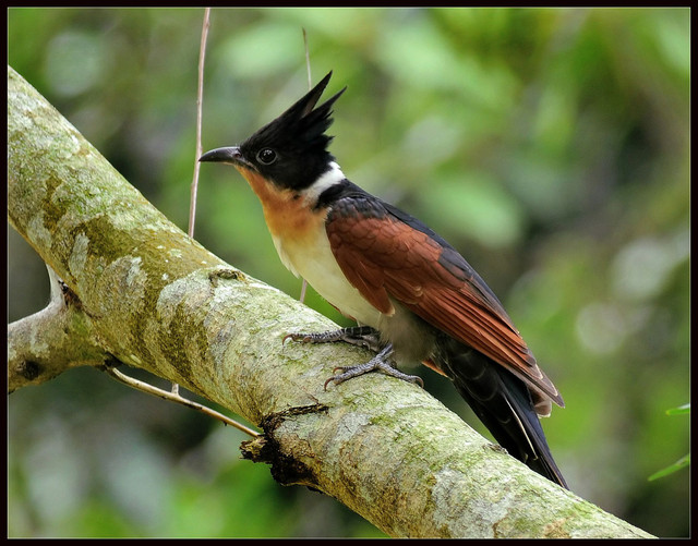 Loài chim có tên rất đặt biệt: Chim khát nước - Hình 7 Loai chim co ten rat dat biet: Chim khat nuoc-Hinh-7