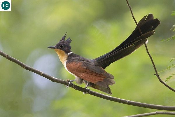 Loài chim có tên rất đặt biệt: Chim khát nước - Hình 9 Loai chim co ten rat dat biet: Chim khat nuoc-Hinh-9
