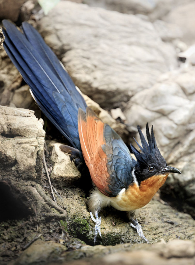 Loài chim có tên rất đặt biệt: Chim khát nước - Hình 12 Loai chim co ten rat dat biet: Chim khat nuoc-Hinh-12