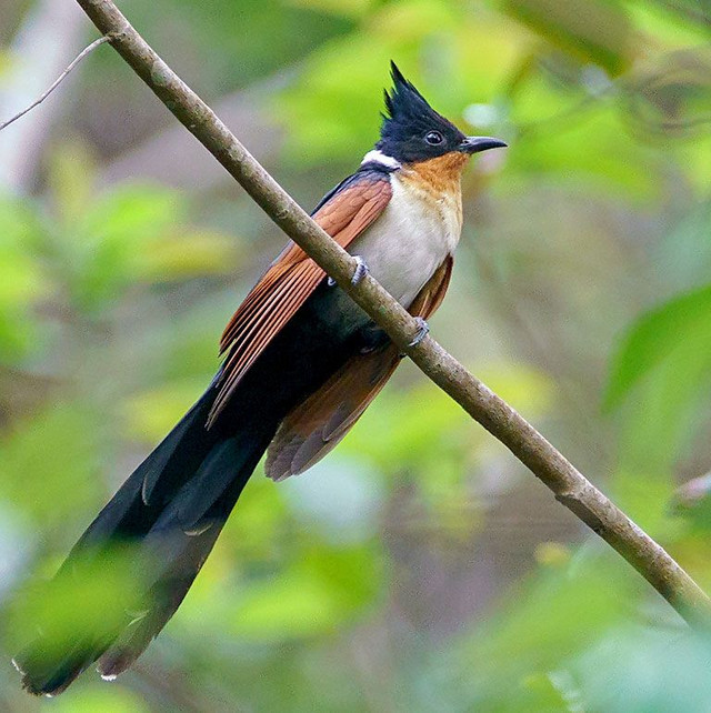 Loài chim có tên rất đặt biệt: Chim khát nước - Hình 6 Loai chim co ten rat dat biet: Chim khat nuoc-Hinh-6