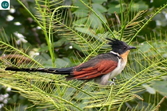 Loài chim có tên rất đặt biệt: Chim khát nước - Hình 11 Loai chim co ten rat dat biet: Chim khat nuoc-Hinh-11