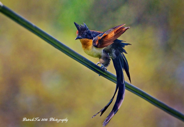 Loài chim có tên rất đặt biệt: Chim khát nước - Hình 4 Loai chim co ten rat dat biet: Chim khat nuoc-Hinh-4