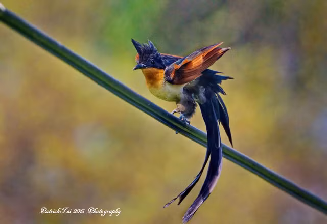 Loai chim co ten rat dat biet: Chim khat nuoc-Hinh-4