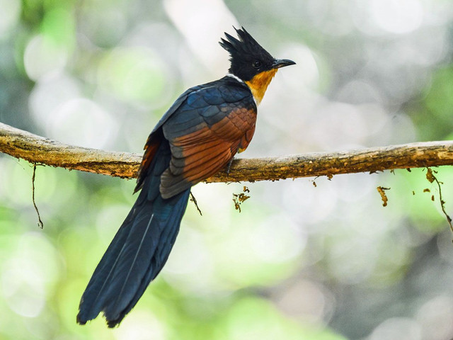 Loài chim có tên rất đặt biệt: Chim khát nước Loai chim co ten rat dat biet: Chim khat nuoc