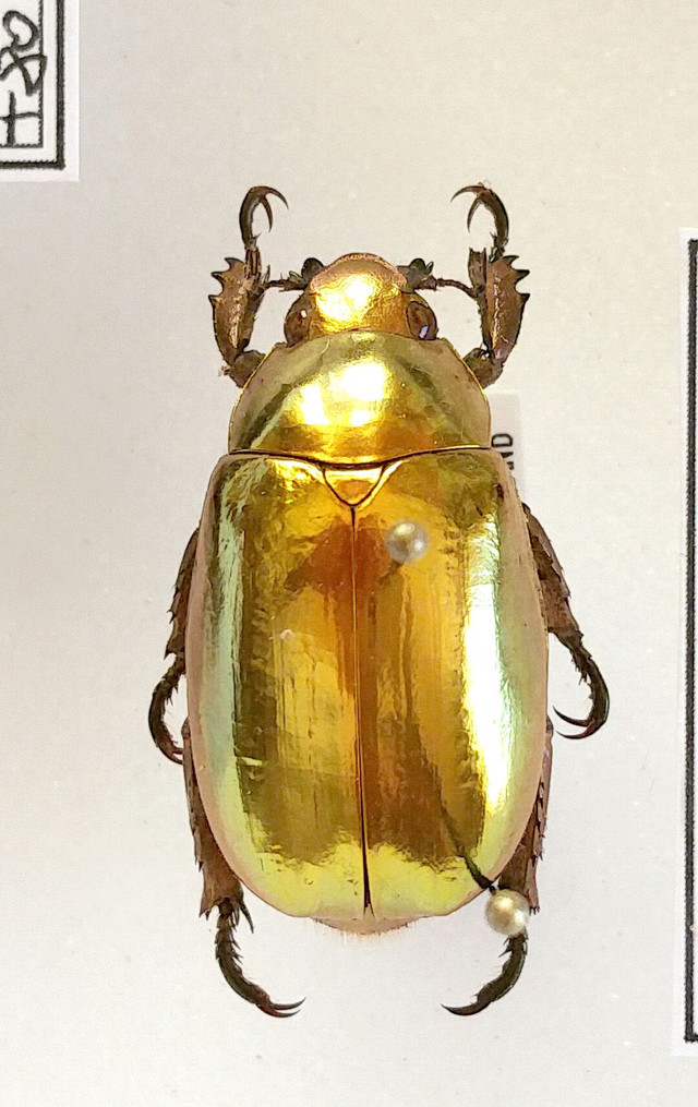 Bí mật loài bọ hung vàng chói khắp cơ thể - Hình 6 Bi mat loai bo hung vang choi khap co the-Hinh-6