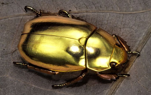 Bí mật loài bọ hung vàng chói khắp cơ thể - Hình 3 Bi mat loai bo hung vang choi khap co the-Hinh-3