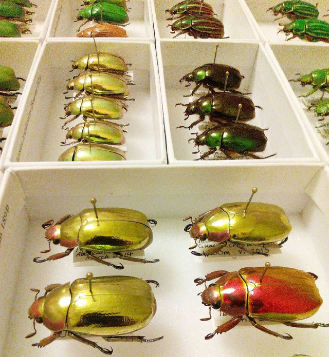 Bí mật loài bọ hung vàng chói khắp cơ thể - Hình 8 Bi mat loai bo hung vang choi khap co the-Hinh-8