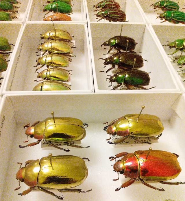 Bi mat loai bo hung vang choi khap co the-Hinh-8