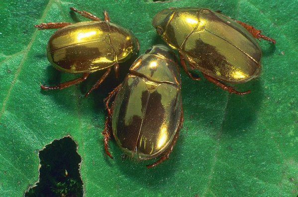 Bí mật loài bọ hung vàng chói khắp cơ thể - Hình 7 Bi mat loai bo hung vang choi khap co the-Hinh-7