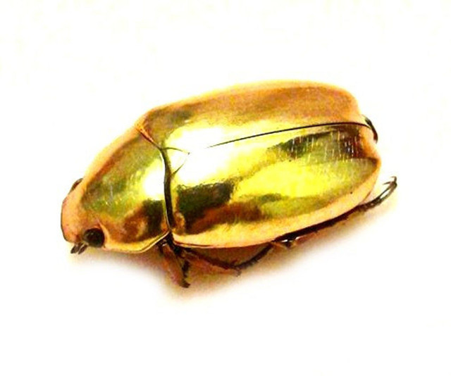 Bí mật loài bọ hung vàng chói khắp cơ thể - Hình 2 Bi mat loai bo hung vang choi khap co the-Hinh-2