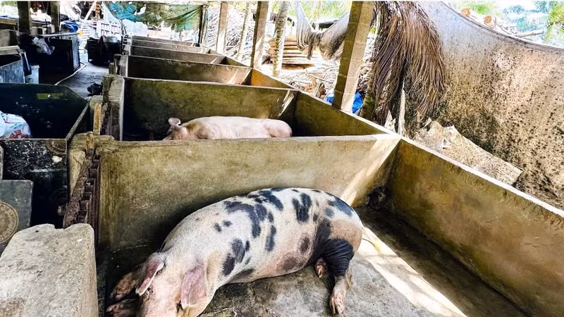 Kịp thời phát hiện, xử lý nghiêm các hành vi thu gom, vận chuyển, tiêu thụ sản phẩm động vật không đủ điều kiện vệ sinh thú y, không rõ nguồn gốc.