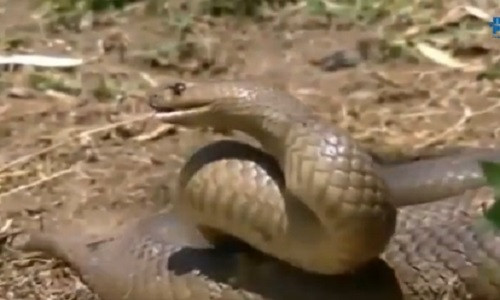 Kinh hãi loài rắn độc cắn người lớn hóa thành trẻ con Kinh hai loai ran doc can nguoi lon hoa thanh tre con