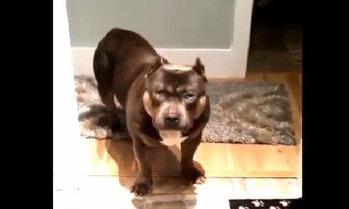 Kỳ lạ chú chó thông minh hiểu tiếng người Ky la chu cho thong minh hieu tieng nguoi