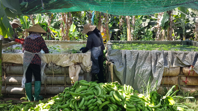 Đồng Nai: Tọa đàm, nâng cao chất lượng sản phẩm tại lễ xuất khẩu chuối tươi năm 2023 - Hình 3 Dong Nai: Toa dam, nang cao chat luong san pham tai le xuat khau chuoi tuoi nam 2023-Hinh-3