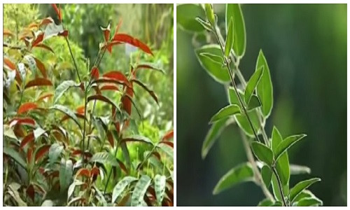 Bài thuốc chữa bệnh từ cây đơn lá đỏ, cây kim ngân Bai thuoc chua benh tu cay don la do, cay kim ngan