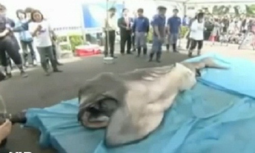 Hoảng hốt bắt được cá mập miệng rộng 100 tuổi Hoang hot bat duoc ca map mieng rong 100 tuoi