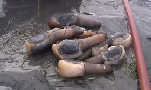 Tận mục quy trình bắt ốc vòi voi siêu thú vị Tan muc quy trinh bat oc voi voi sieu thu vi