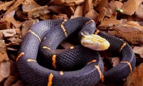 Loài rắn quý phái với cái đầu cực lạ lùng ở VN Loai ran quy phai voi cai dau cuc la lung o VN