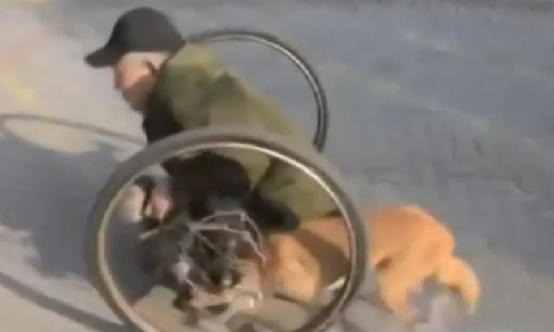 Cảm động chó trung thành đẩy xe lăn giúp chủ tàn tật Cam dong cho trung thanh day xe lan giup chu tan tat