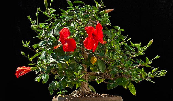 Hoa dâm bụt trở thành siêu phẩm bonsai đắt hàng Hoa dam but tro thanh sieu pham bonsai dat hang