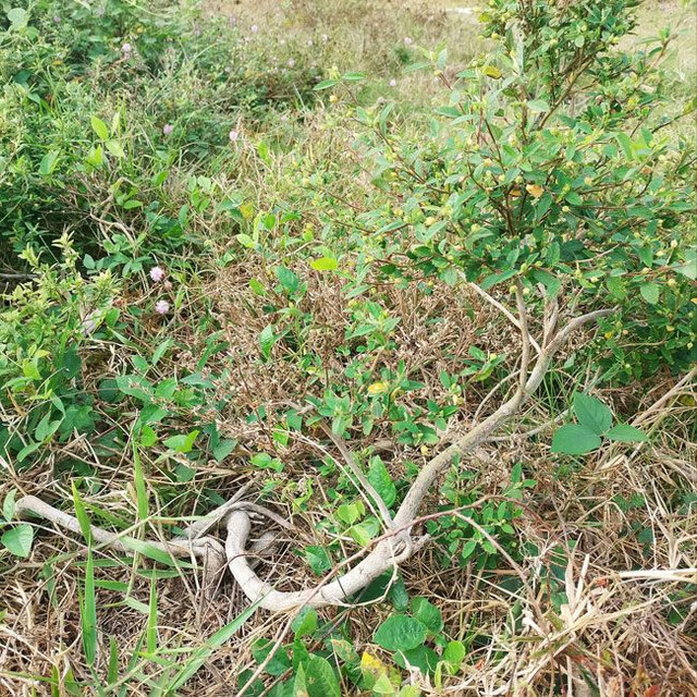 Cây dại ngoài đồng "lên chậu" lại lột xác đẹp ngỡ ngàng Cay dai ngoai dong