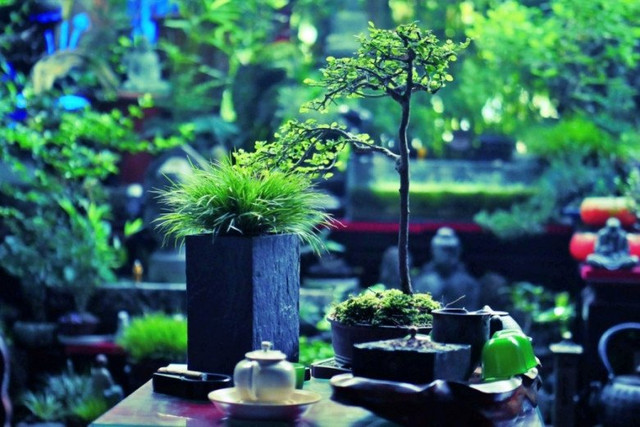 Cây cỏ dại được biến thành bonsai tuyệt đẹp - Hình 5 Cay co dai duoc bien thanh bonsai tuyet dep-Hinh-5