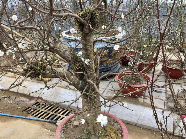 Đại gia săn lùng bạch đào quý hiếm chơi Tết - Hình 9 Dai gia san lung bach dao quy hiem choi Tet-Hinh-9