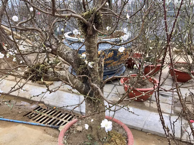 Đại gia săn lùng bạch đào quý hiếm chơi Tết - Hình 9 Dai gia san lung bach dao quy hiem choi Tet-Hinh-9