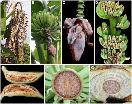 Biết gì về dịch bệnh “chảy máu chuối” khả năng lan rộng ở ĐNA? - Hình 9 Biet gi ve dich benh “chay mau chuoi” kha nang lan rong o DNA?-Hinh-9