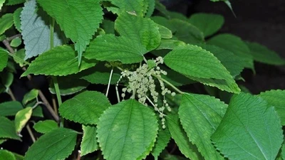 Từng mọc dại ven đường, lá gai nay thành 'vàng xanh', giá 270.000 đồng/kg