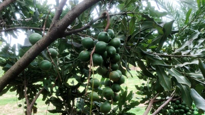 Loại hạt được ví như ‘hoàng hậu’ quả khô giá cao ngất vẫn hút khách toàn cầu